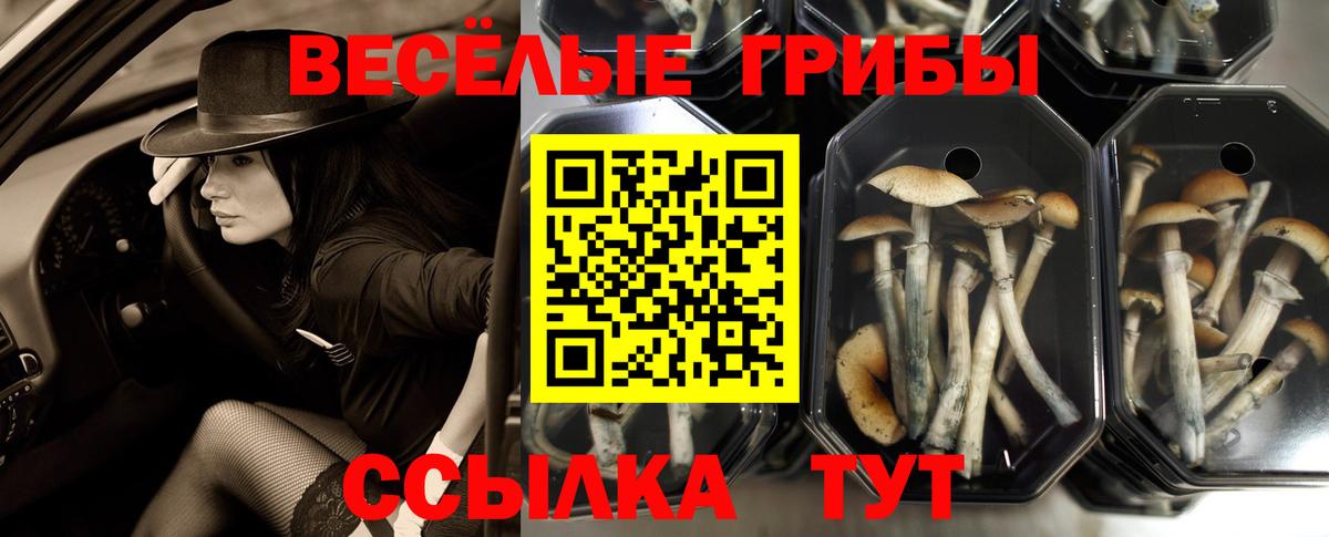 Ковров  Галлюциногенные грибы Cubensis  Вход с VPN 